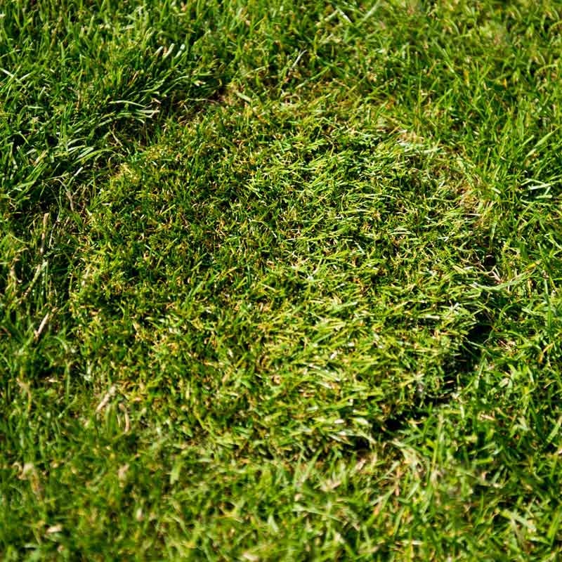 HopfenHöhle Kunstrasen-Deckel