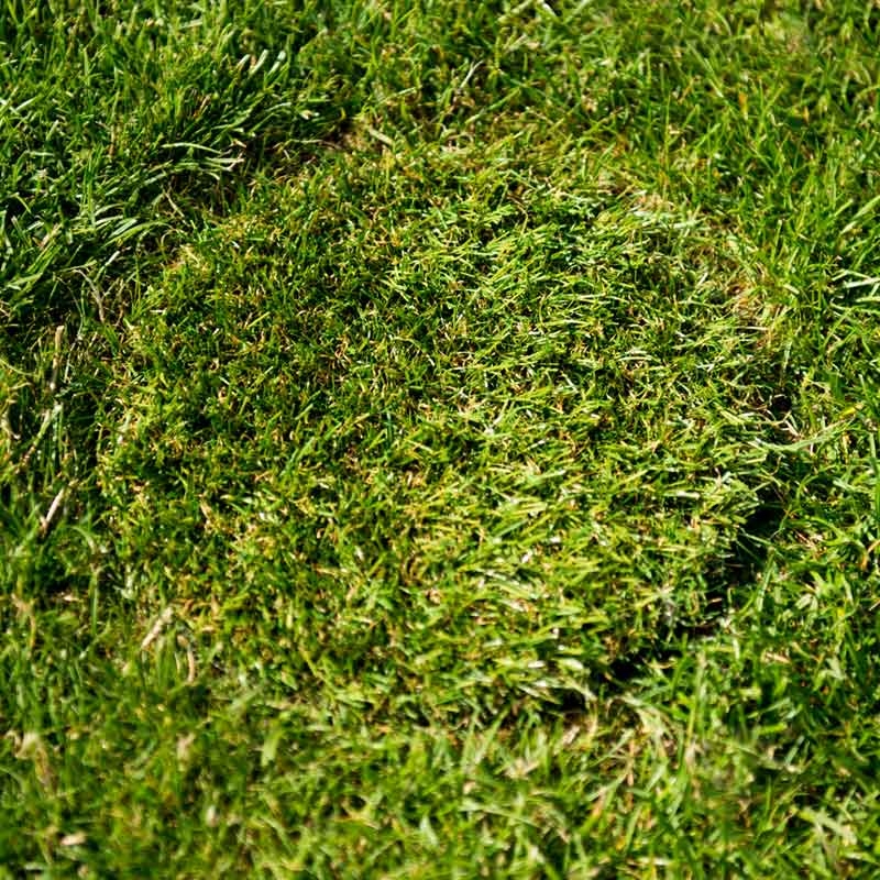 HopfenHöhle LIFT Premium mit halbautomatischem Hebesystem + Zubehör