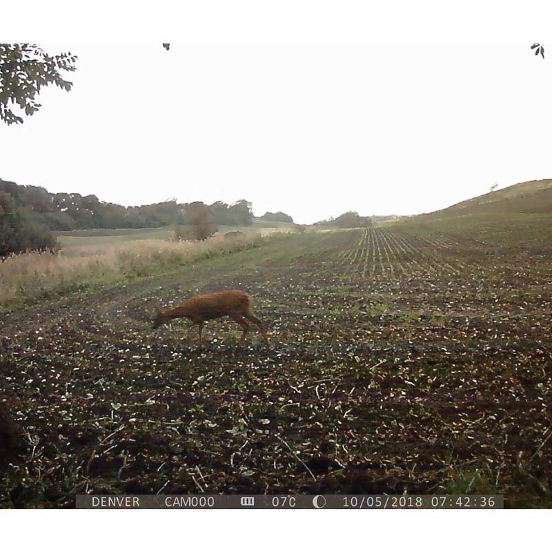 Denver WCT-8010 FullHD Wildkamera mit Bewegungssensor