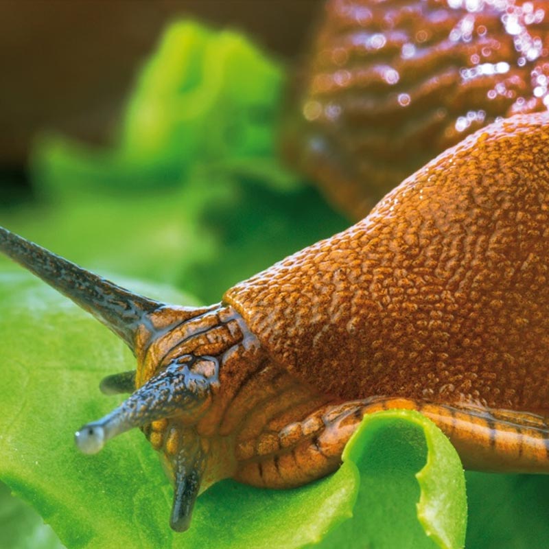 Florissa SchneckeX Lockmittel Nachfüllpackung